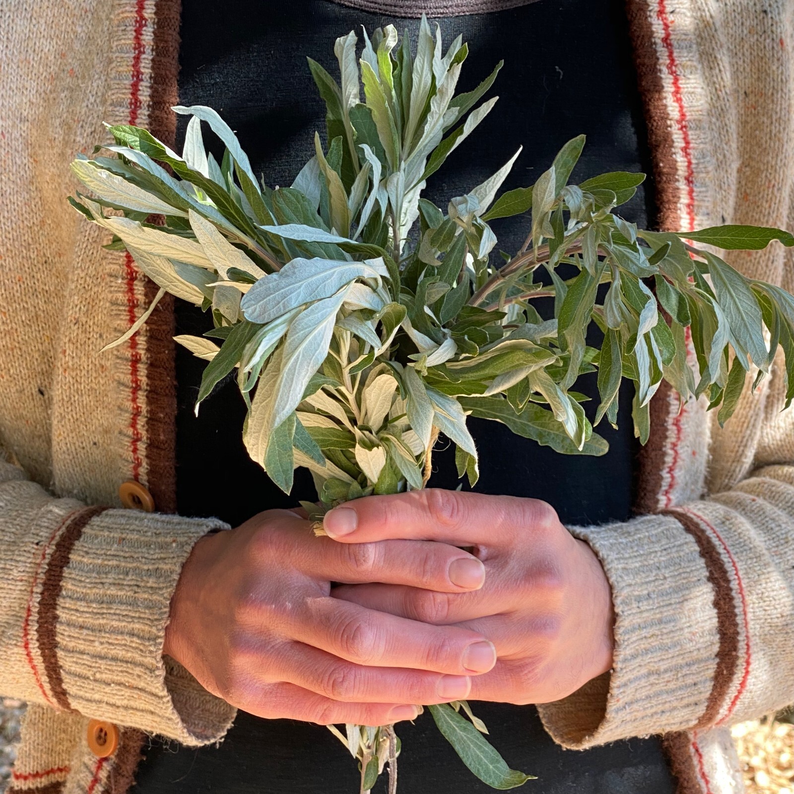 California Mugwort Seeds