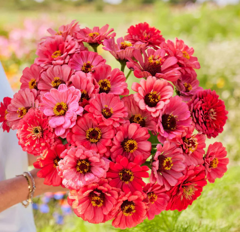 Zinnia elegans SALMON QUEEN California Giants 4″ BLOOMS Pollinators 100 Seeds!