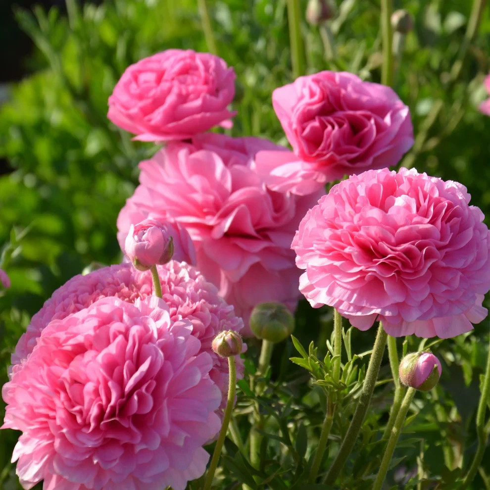 Ranunculus PINK 15 Bulbs Persian Buttercup Peony Rose 7+ Corms Wedding Flowers