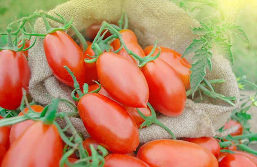 Vegetable Seeds -Roma Paste Heirloom Tomato – 20 Seeds