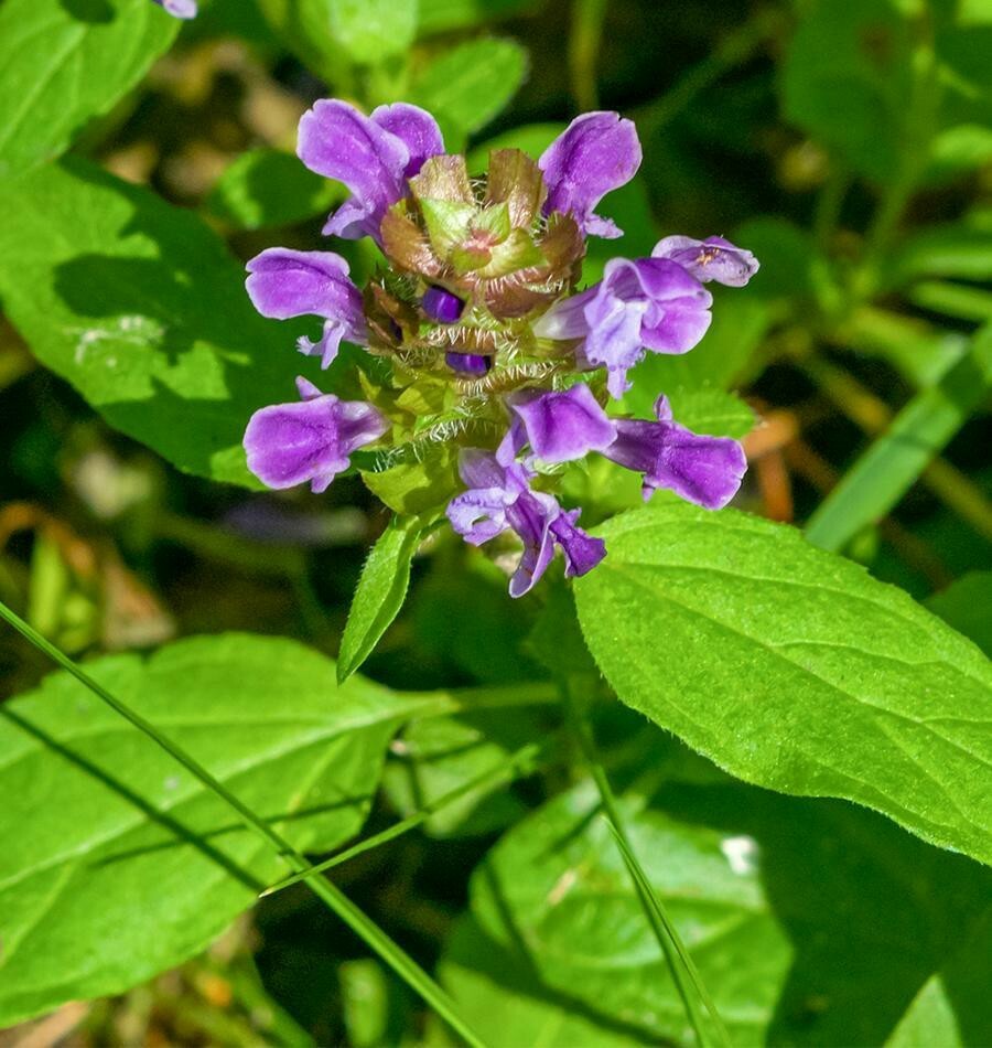 Self Heal (Prunella vulgaris) Seeds, organic All Heal