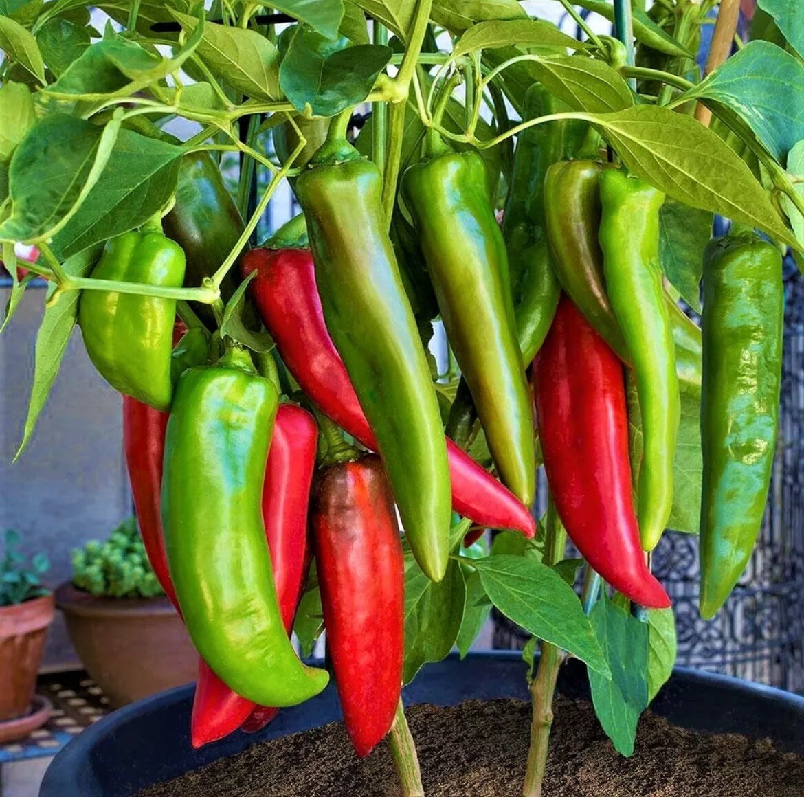 New Mexico Big Jim Chili Pepper 15 Seeds🌶️- NuMex Hatch Ristra | FREE SHIPPING