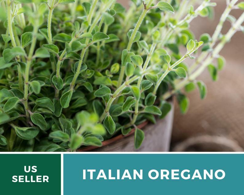 Oregano, Italian – 200 Seeds – Medicinal & Culinary Herb – Heirloom