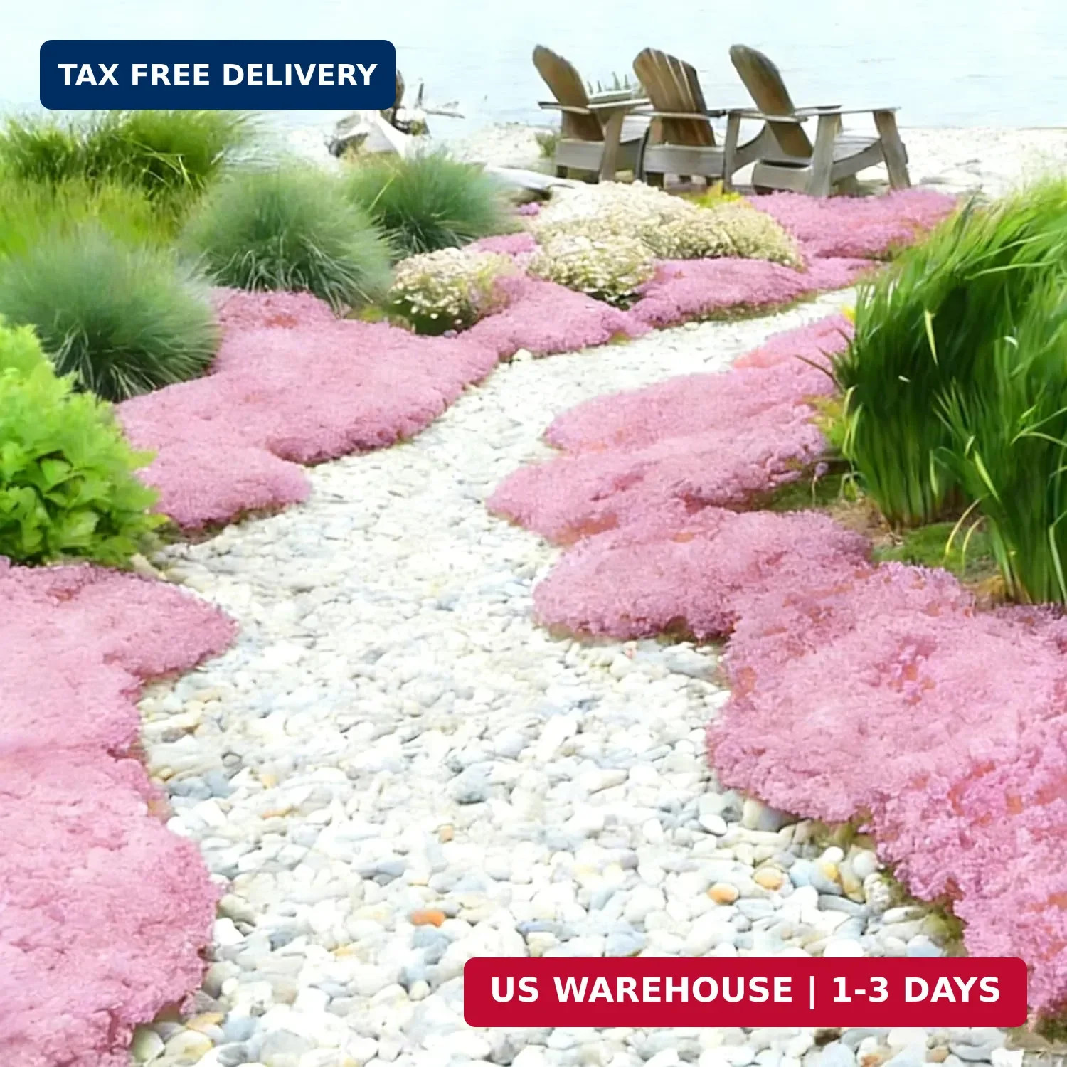 Pink Creeping Thyme Ground Cover Flower Seeds for Planting, 20003+pcs Perennial