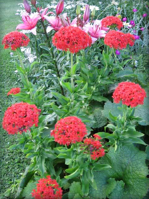 70 RED LYCHNIS Chalcedonica / Rose Campion / Catchfly Flower Seeds *Flat S/H