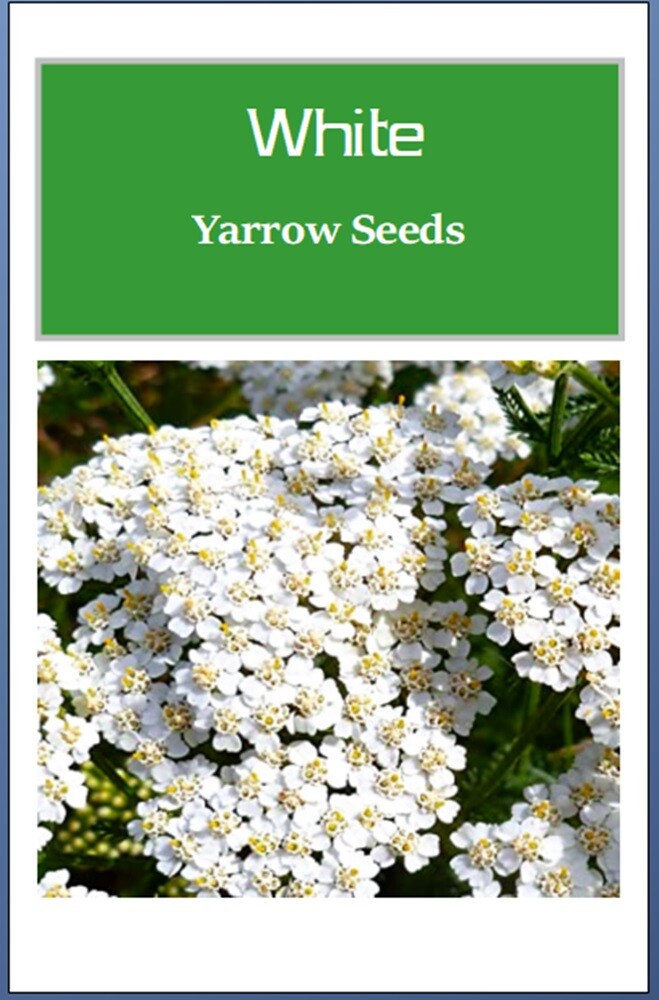 White Yarrow Seeds | NON-GMO | Heirloom | Fresh Garden Seeds