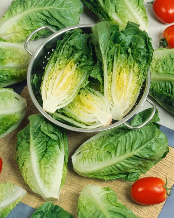 Lettuce Seeds – Romaine – Little Caesar – 500.mg