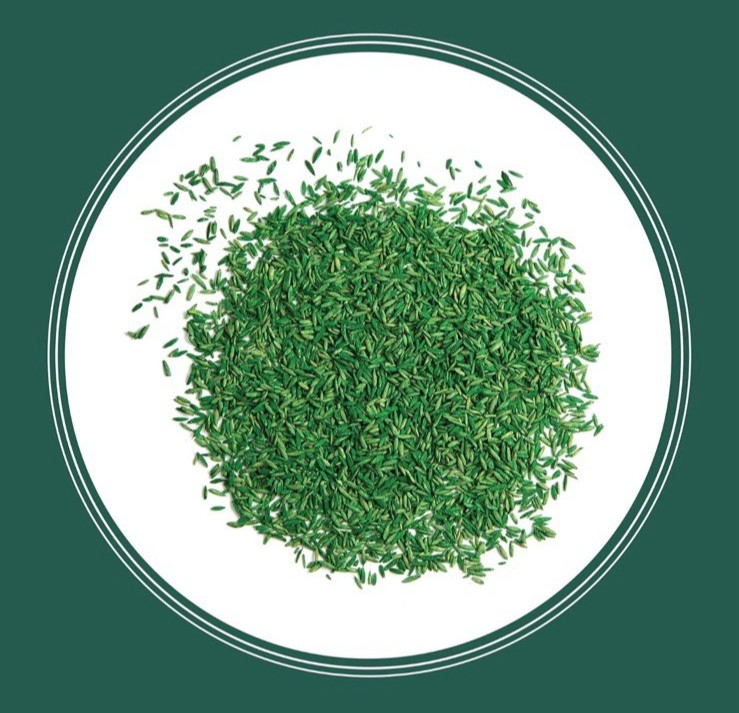 Grass Seed Blend 3 lb Drought Resistant Ideal for Sun and Shade Lawns