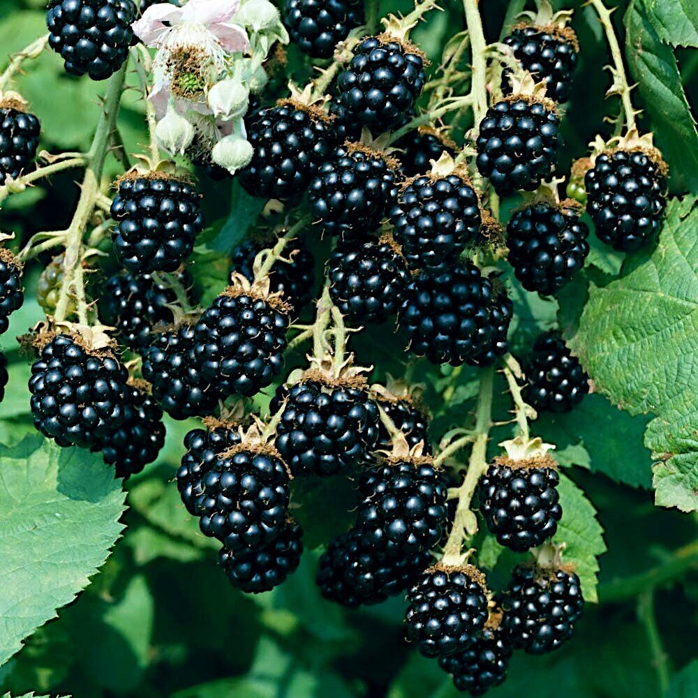 20 BLACKBERRY BUSH SEEDS (Rubus allegheniensis) Garden Fruit Plant Hardy-Zone 3