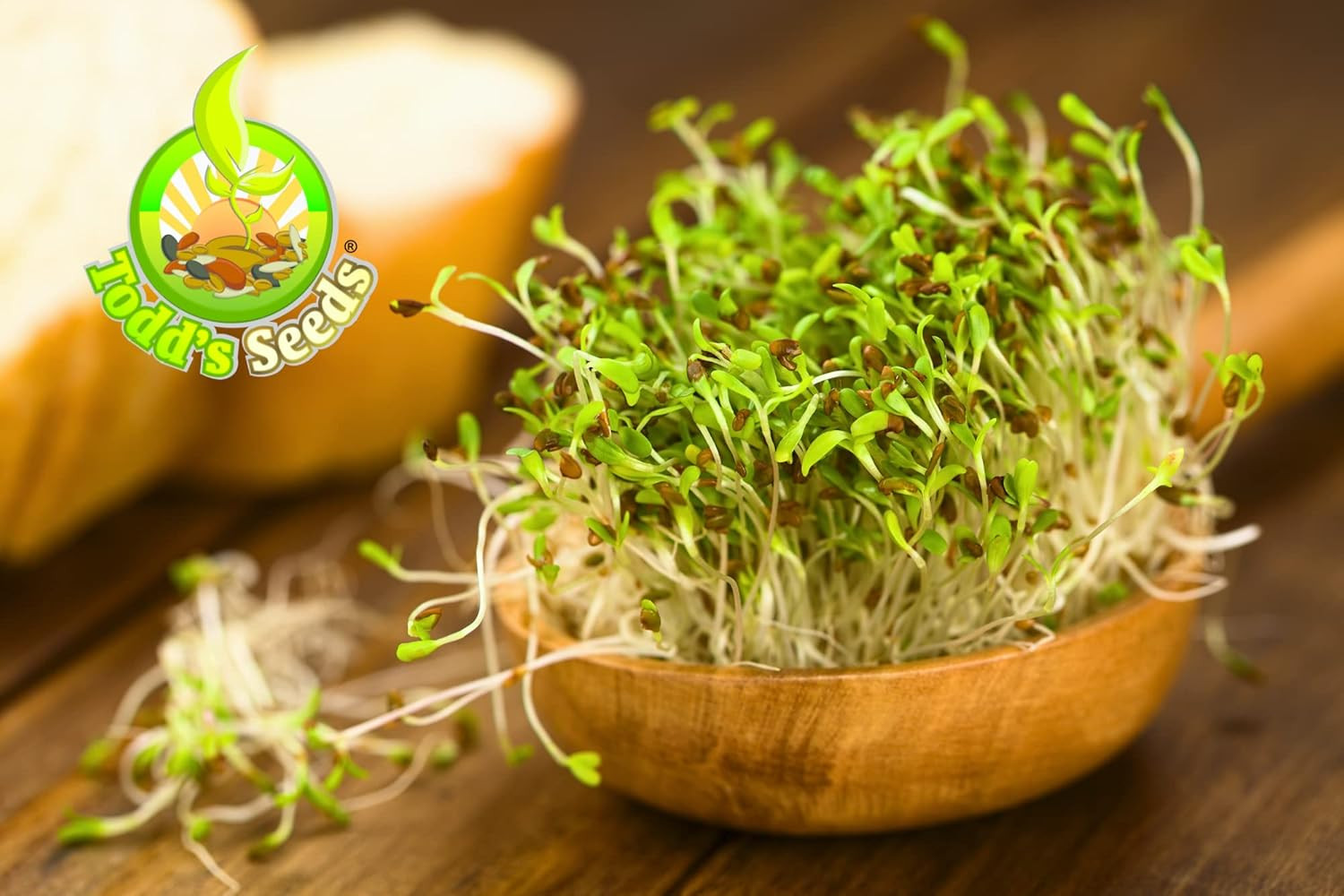 Alfalfa Sprouting Seeds 1/2 lb Microgreens Fast Growing High Germination Seeds