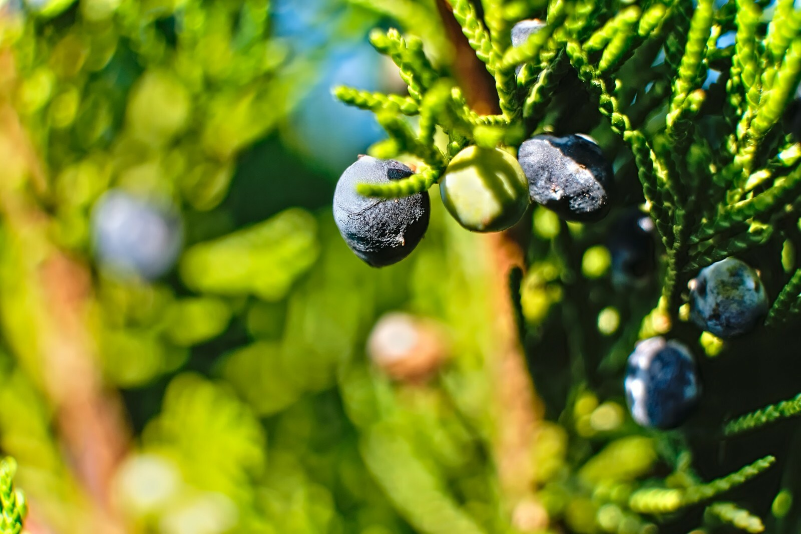 One Seed Juniper Sacred Tree {Juniperus monosperma} Medicinal 5+ seeds Evergreen