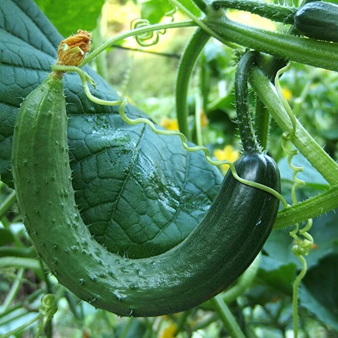 Cucumber Collection | Seeds