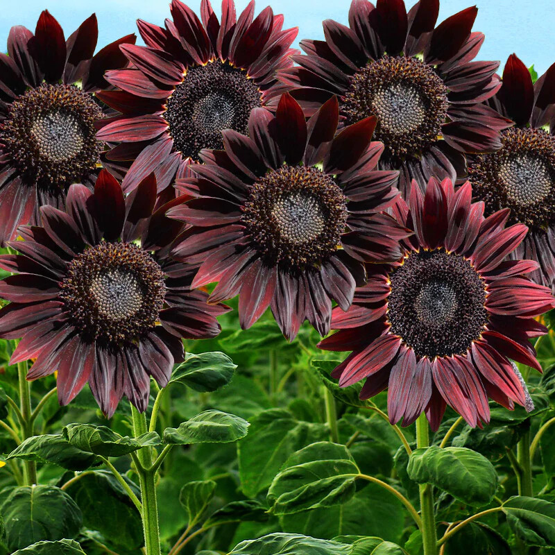 20 Chocolate Cherry Sunflower Seeds Plants Garden Plants rare flower colorful