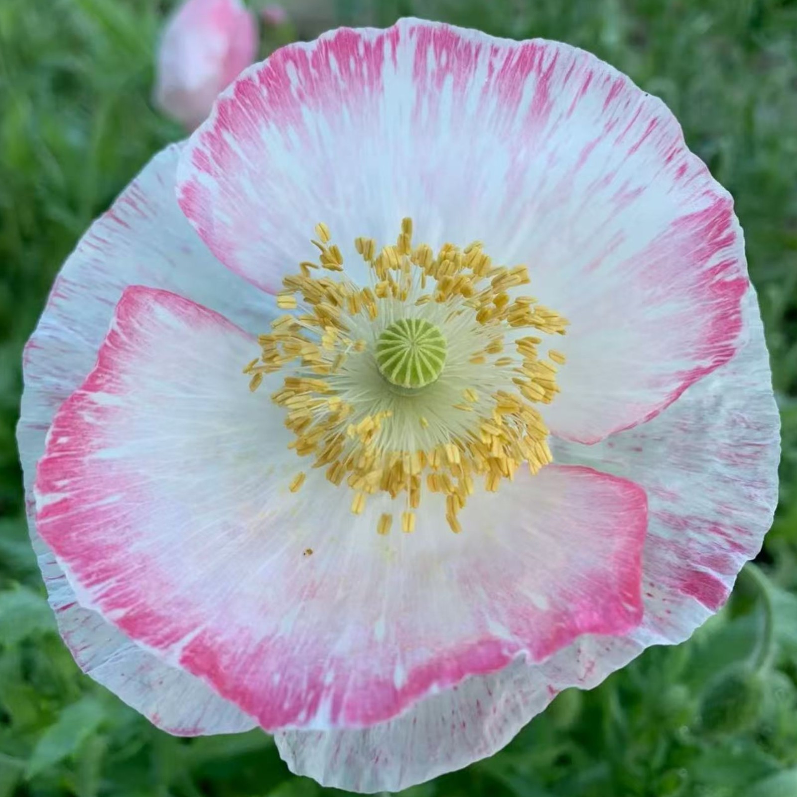 1000 Pink-Edged White Poppy Seeds – Heirloom Papaver Mix for Zones 3–10