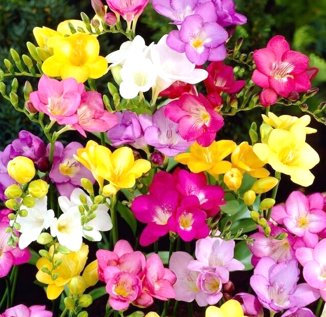 Freesia SINGLE MIX 10 Live Flower Plant Bulbs Fragrant Easy Garden Pink Blue