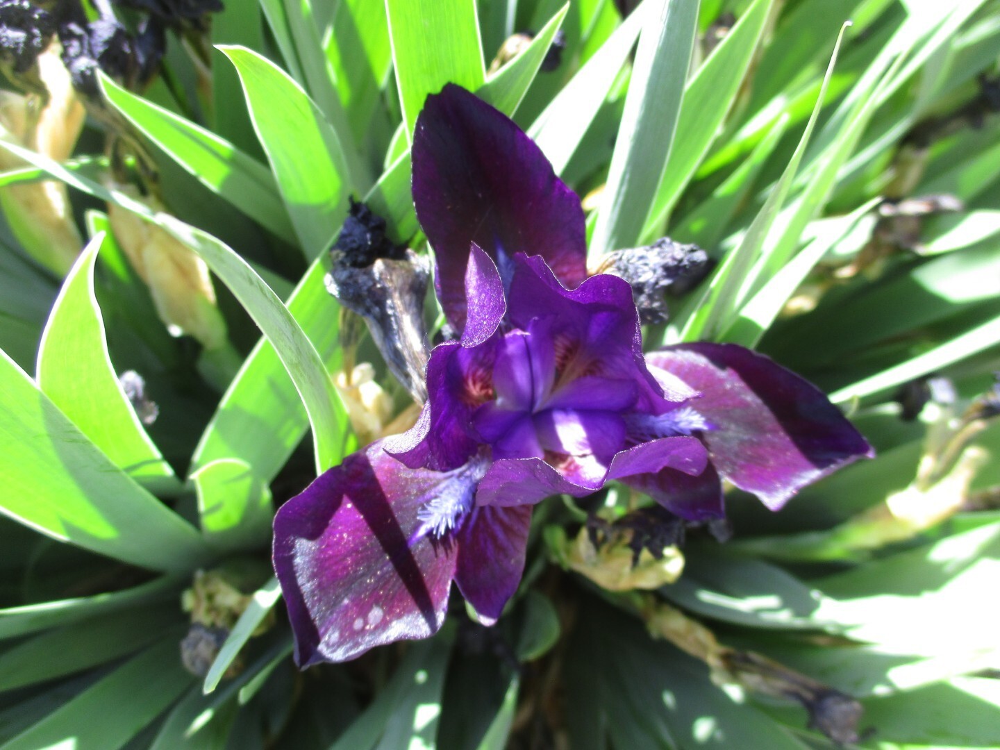 Siberian Iris Dark Purple