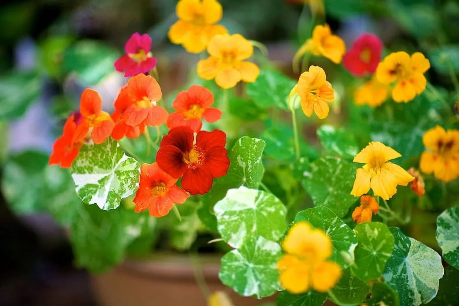 Alaska Nasturtium Seeds, Indian Cress, Monk’s Cress, Vibrant Colors, FREE SHIP