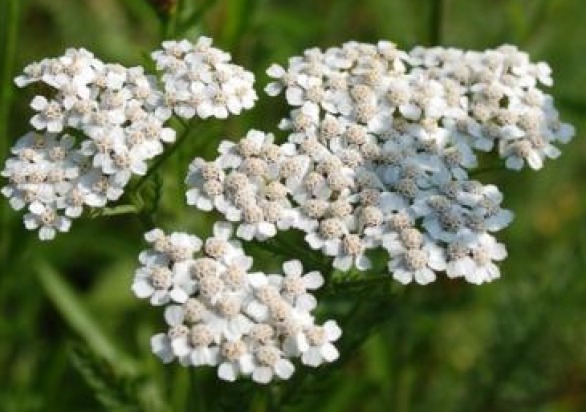 WHITE YARROW PERENNIAL FLOWER 200 FRESH SEEDS FREE USA SHIPPING