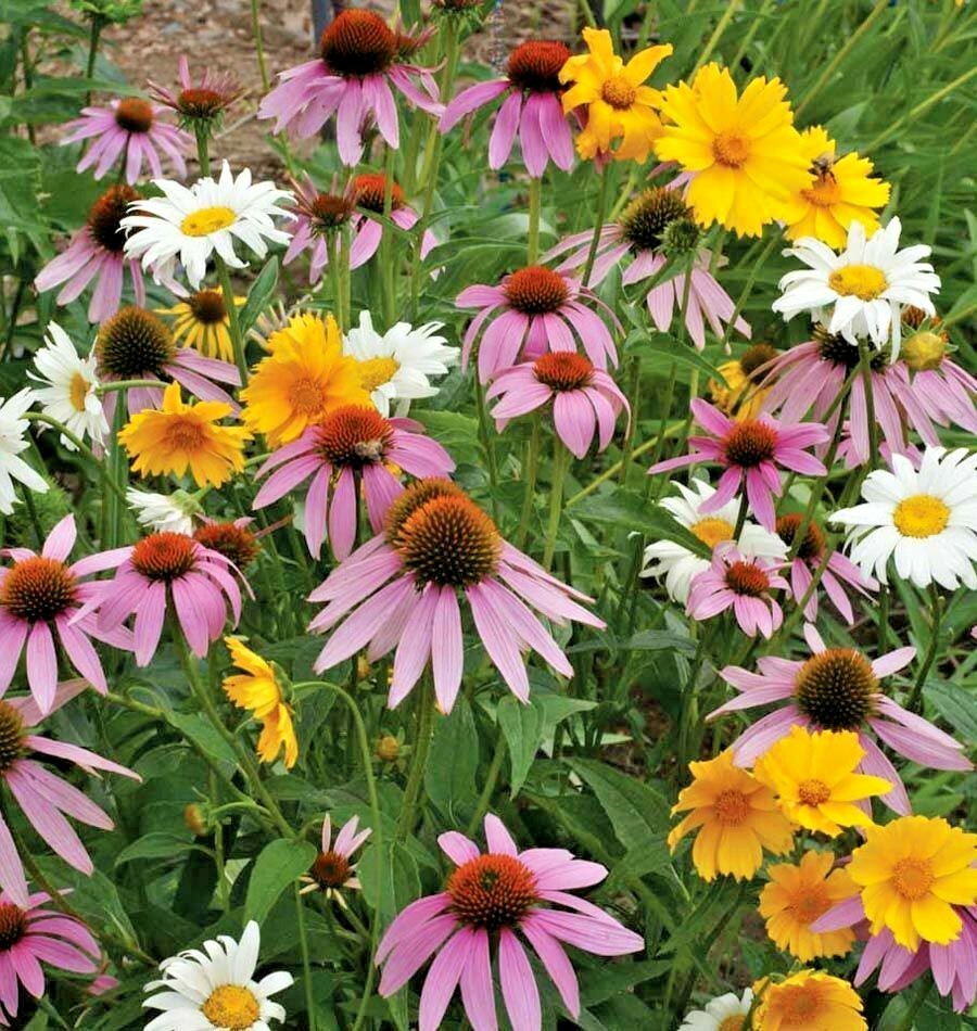 2001+POLLINATOR MIX Seeds 17 Native Wildflowers Annual Perennial Garden Easy
