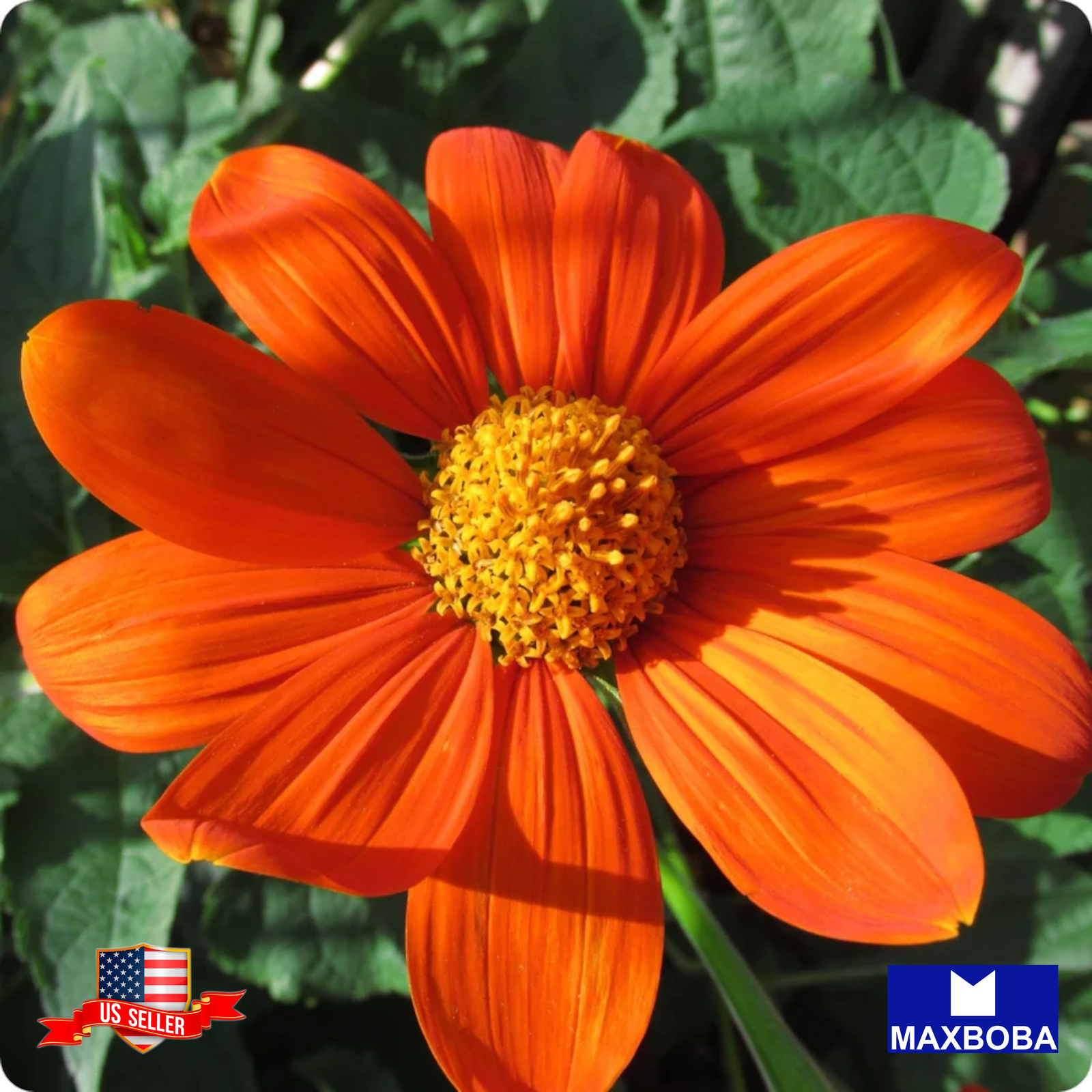 Sunflower Seeds Mexican Non-GMO Heirloom