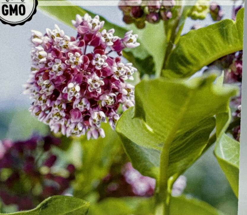 Common Milkweed Flower Seeds Packet 1/2 Gram by Sow Right Seeds. New