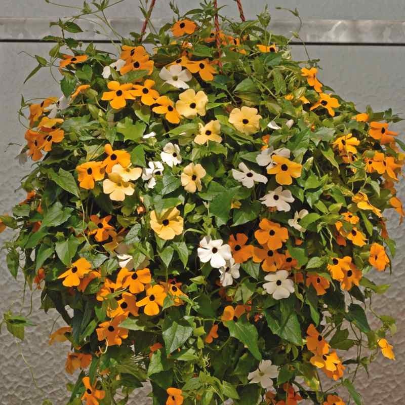 200 Seeds Thunbergia Seed Mix – Orange, Yellow and White