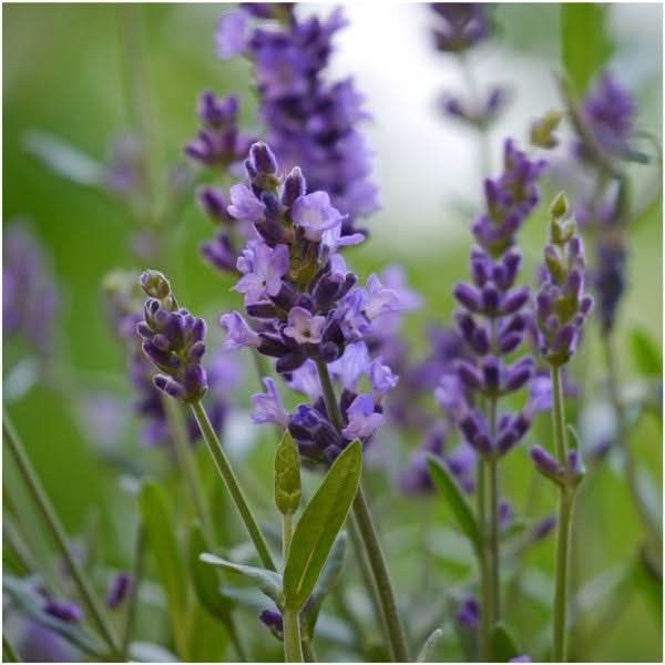Vera Lavender Seeds For Planting “True English” (Lavandula angustifolia)