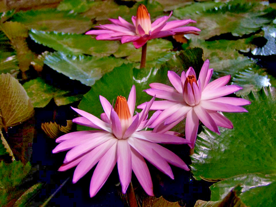 10 HAIRY WATER LILY SEEDS – Nymphaea pubescens