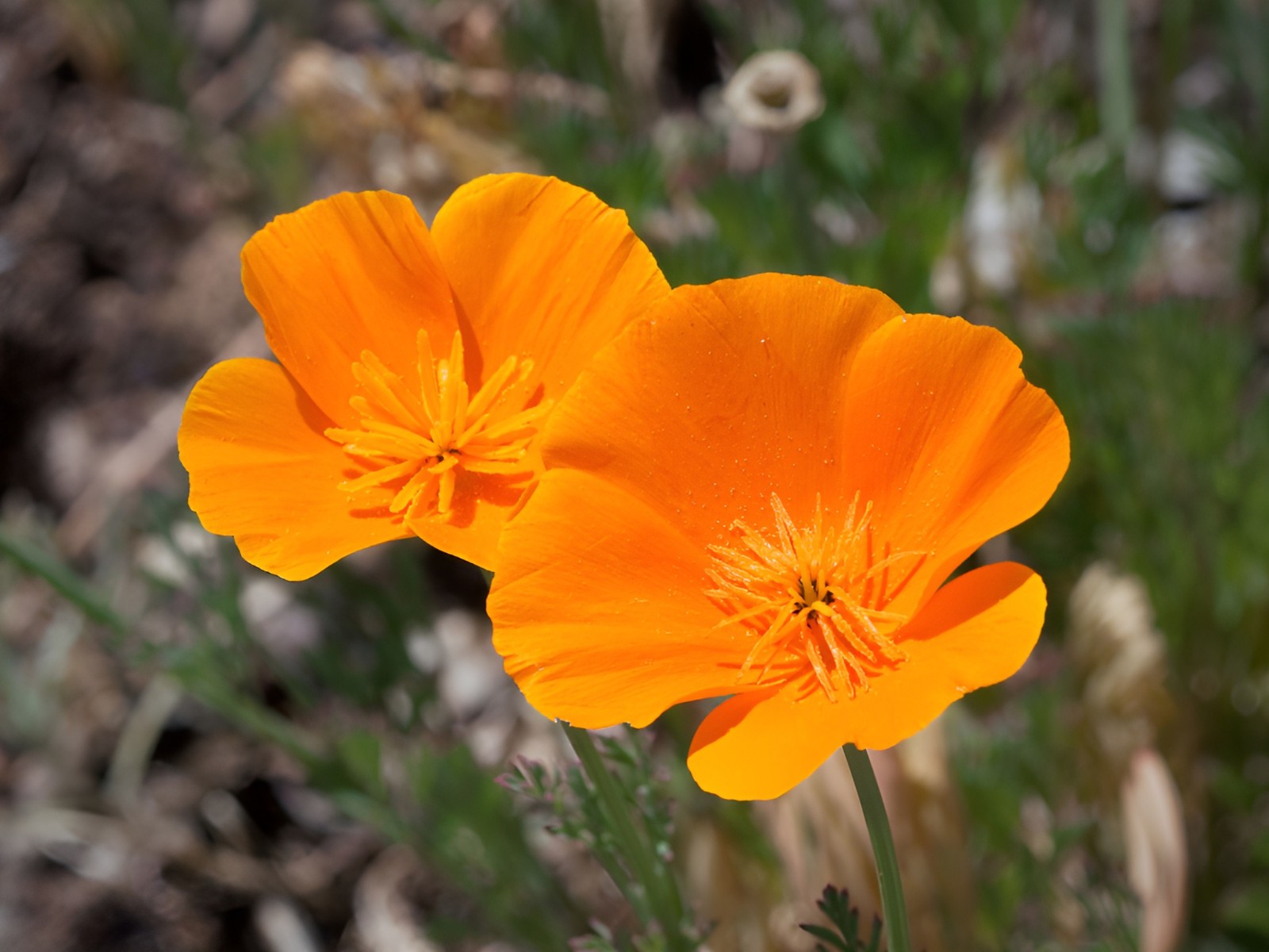 1000 California Poppy Seeds Eschscholzia californica Stunning Orange Wildflower