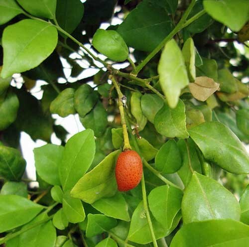 Murraya paniculata Tall Variety | Orange Jasmine | 5 Seeds