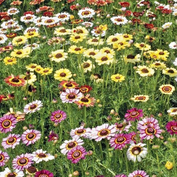 201+CHRYSANTHEMUM Painted Daisy Mix Seeds White Purple Red Yellow Patio/Garden