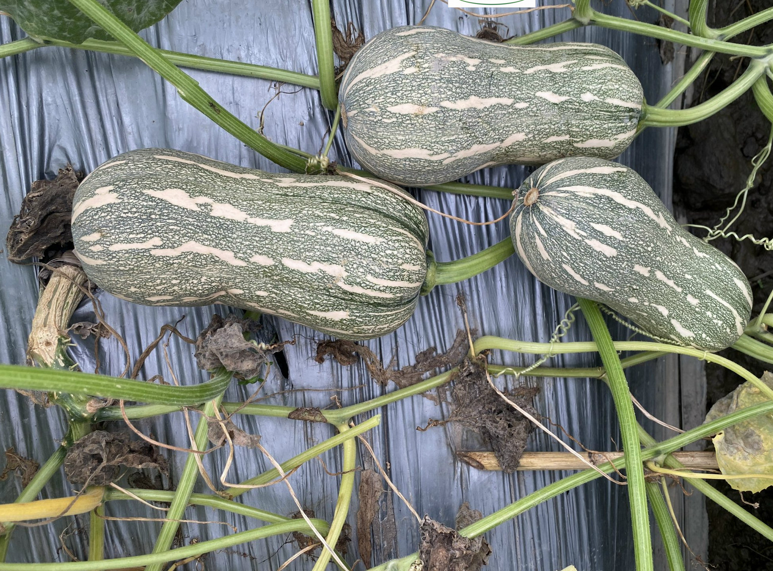 Striped Butternut Squash Seeds,Hạt Giống Bí Hạt Đậu F1 – NON-GMO