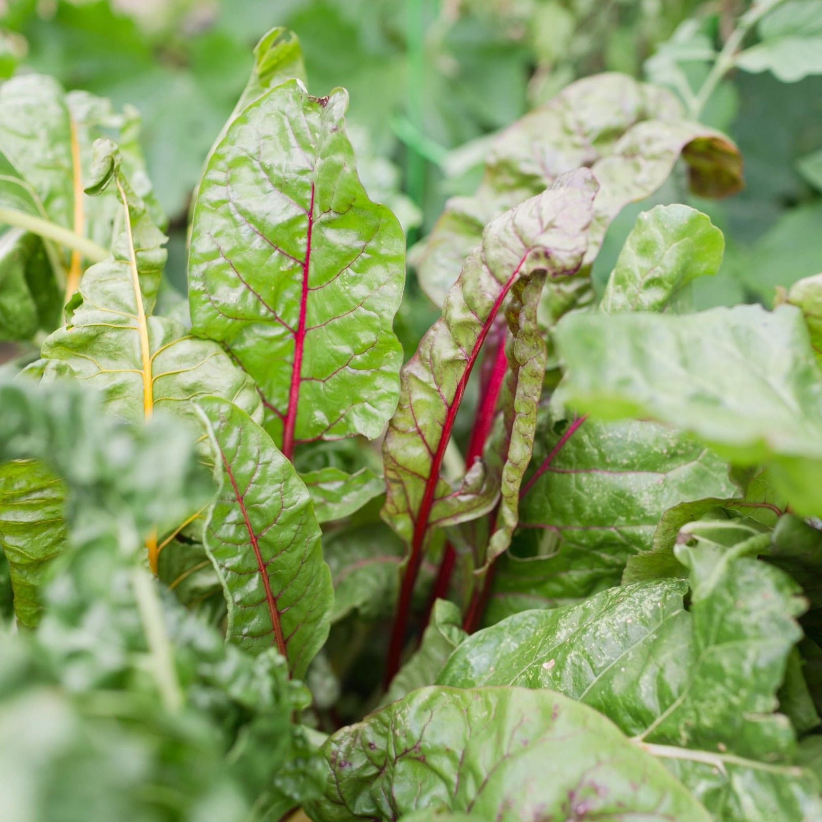 Organic Lettuce Seeds Collection 10 Varieties Leafy Greens 10 Pack Non GMO