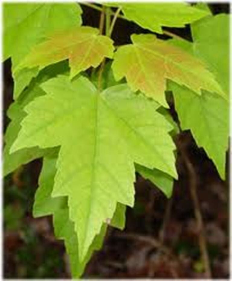 50 TREE SEEDS: Red Maple (Acer rubrum) | USA SELLER – Hand picked April 2025