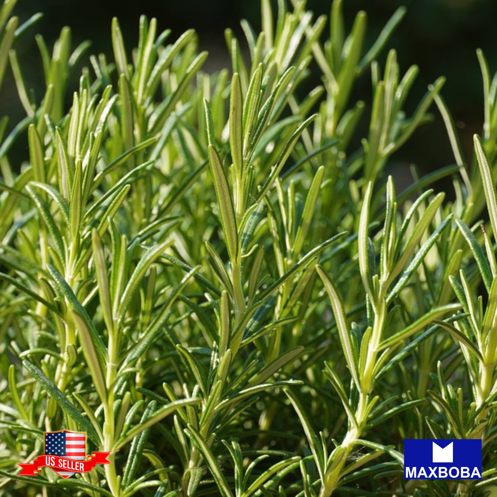 25+ Rosemary Herb Seeds Non-GMO Heirloom BTGO 75% OFF