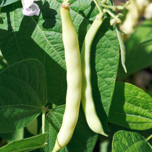 Bai Bu Lao Romano Bean Seeds | Pole Beans White Light Green Flat Roma Seed 2024