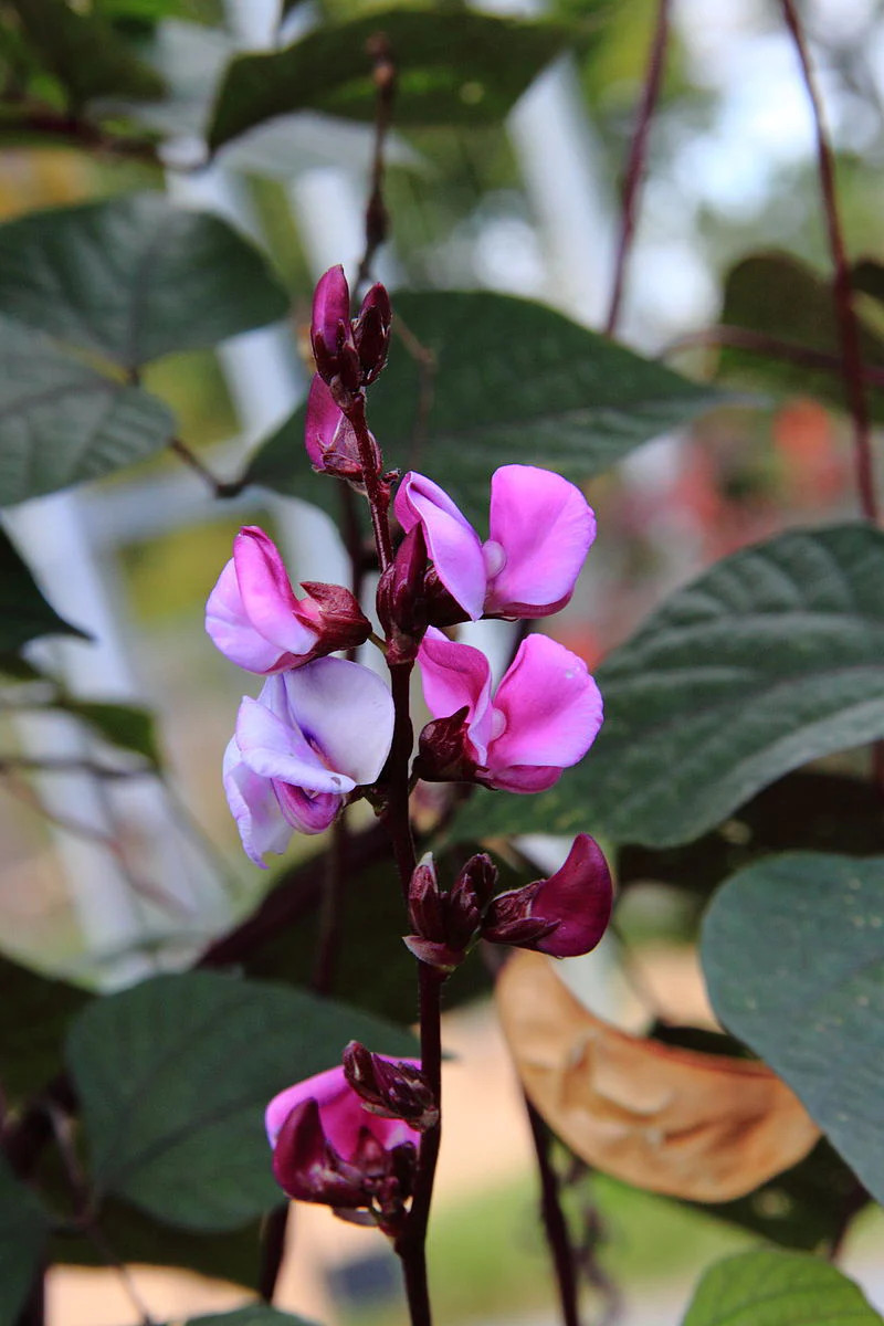 Purple Moon Hyacinth Bean Seeds (Pole) | Lablab Purpureus Dolichos Tonga 2024