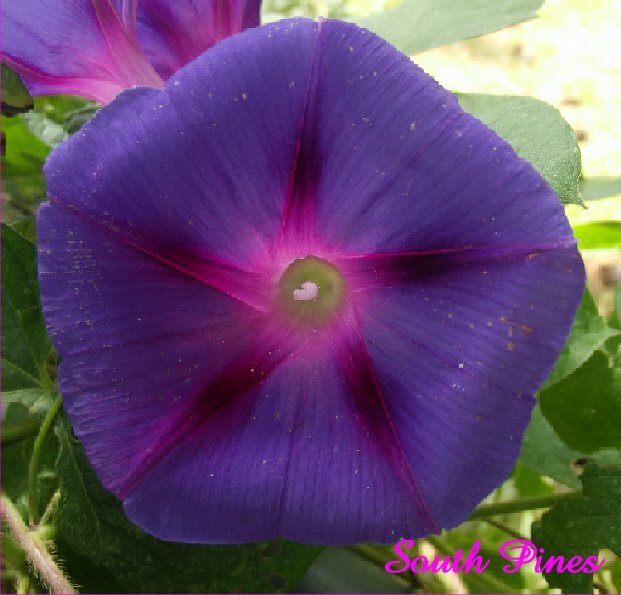 Fun Morning Glory Mix – 25 seeds – purpurea, peach, milky way, pink, purple