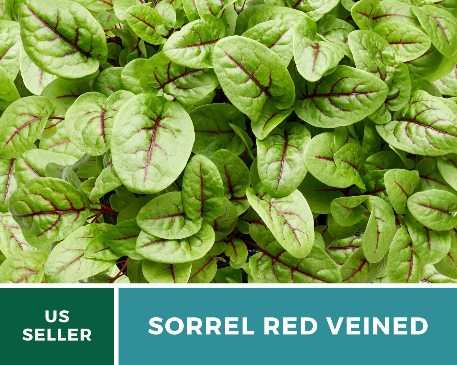 Sorrel, Red Veined – Heirloom Seeds – Culinary Salad Green (Rumex sanguineus)