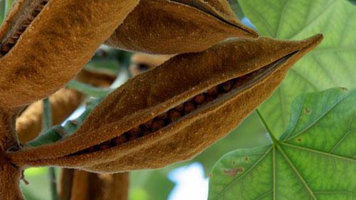 Brachychiton acerifolius | Flame or Lacebark Tree | 10 Seeds