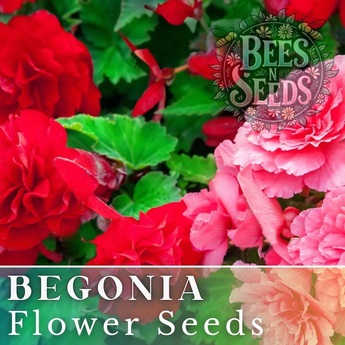 Dazzled Raspberry Blend Begonia Seeds 45 or 125 Seeds Flower, Flower Seeds