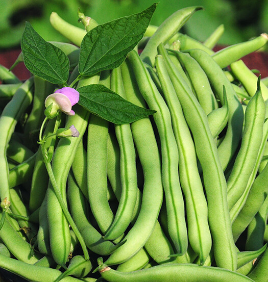 15+Tendergreen Improved Green Bush Bean seeds Stringless Bean Heavy producer USA