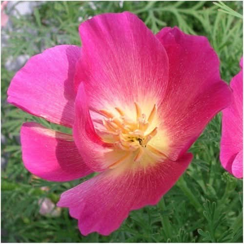 Mixed California Poppy Seeds For Planting (Eschscholzia californica)