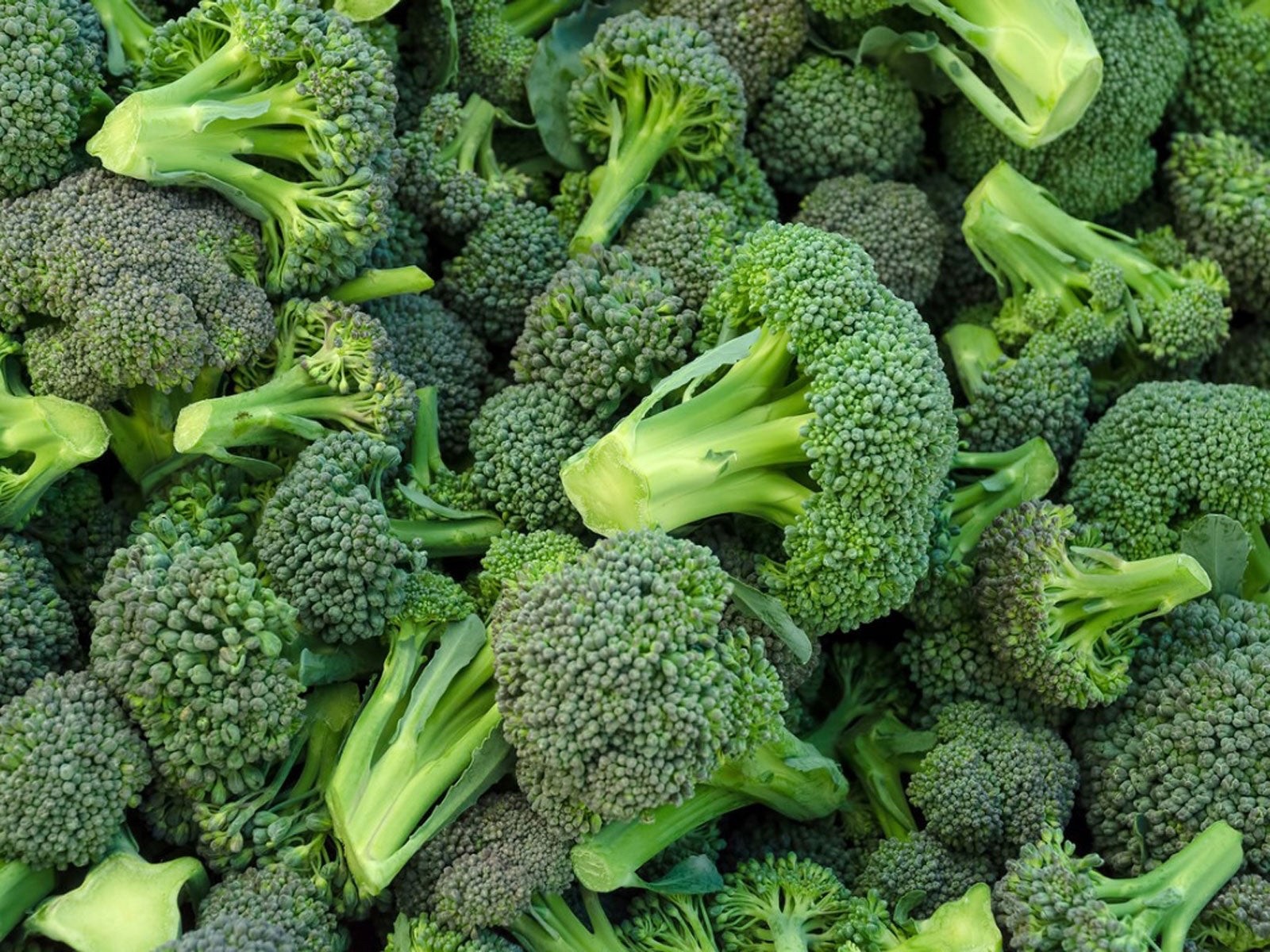 Waltham 29 Broccoli Heirloom Seeds – Non GMO – 250 Seeds