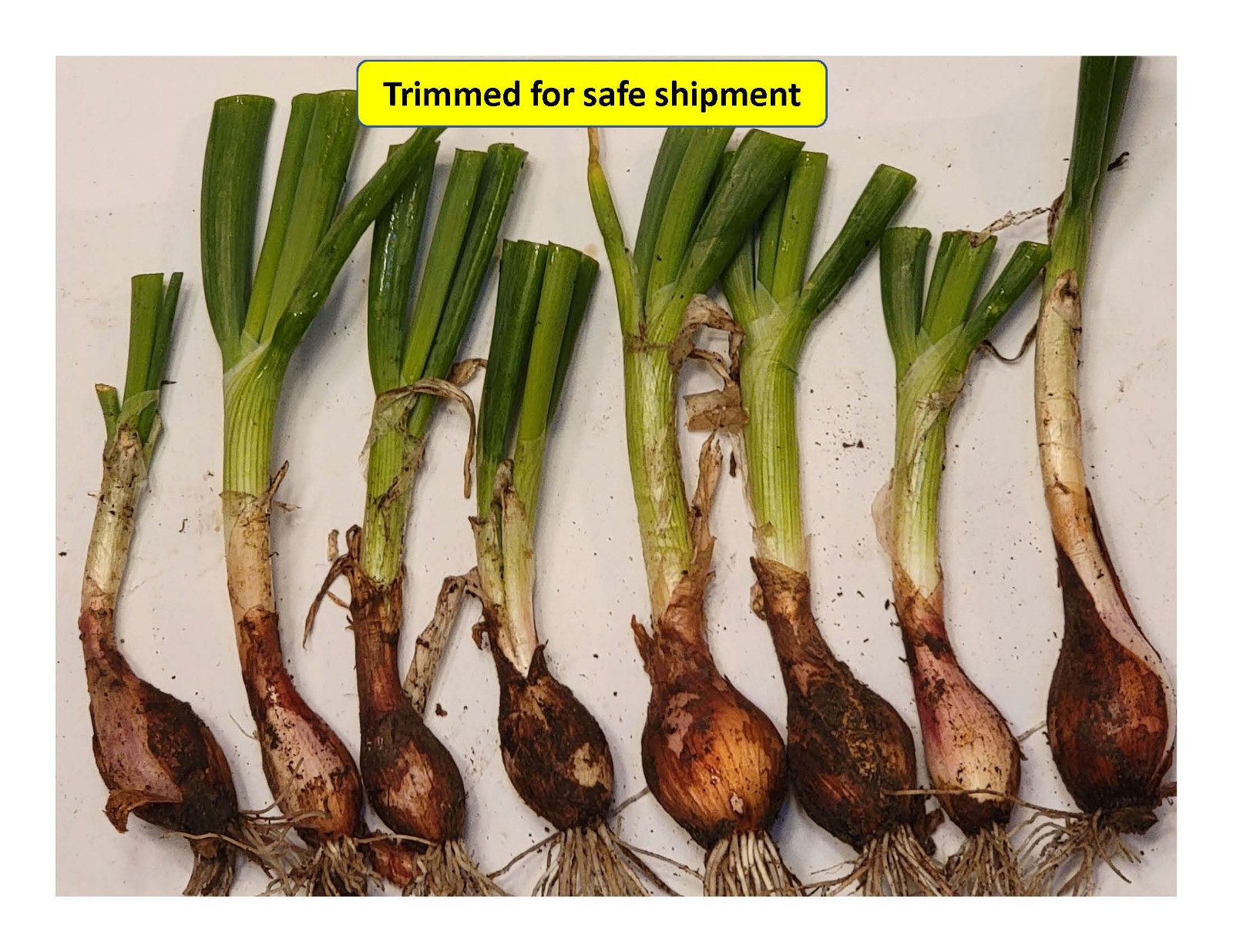 Egyptian Walking Onion PLANTS Grown in chemical free soil; FREE SHIPPING
