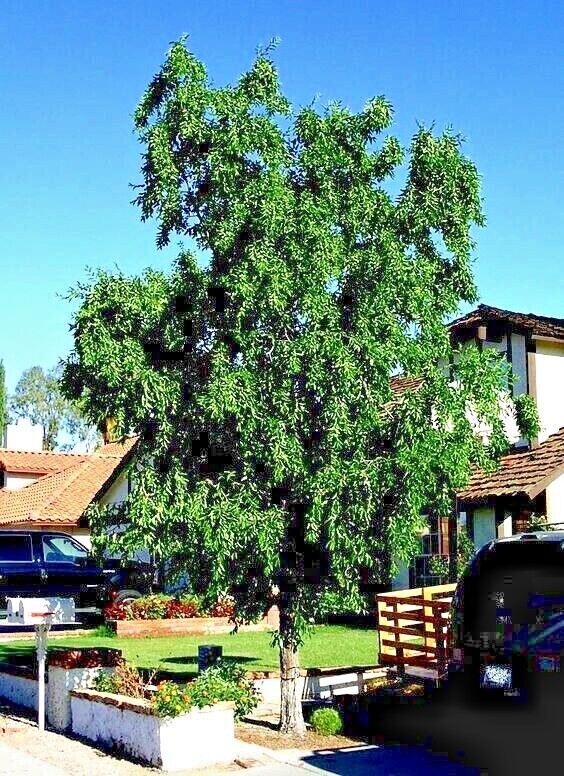 10 JUJUBE FRUIT TREE SEEDS RED CHINESE DATE INDIAN PLUM Superfruit Fast Hardy