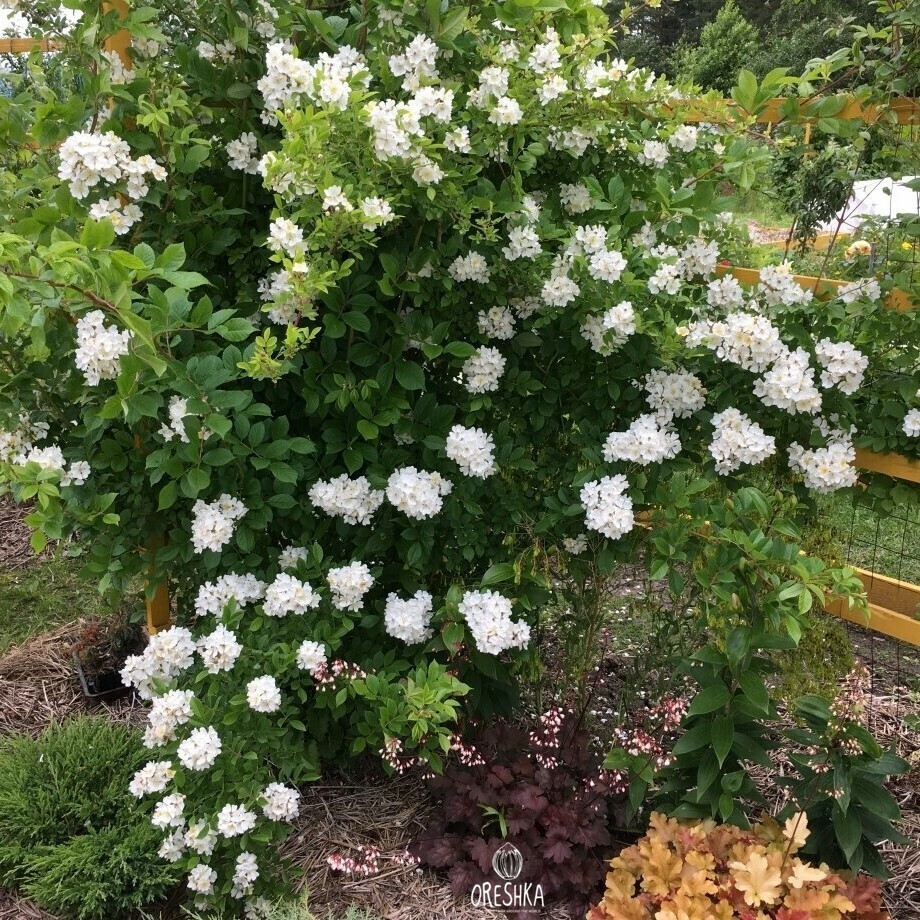 Rosa multiflora Japanese rose, many-flowered rose 20+seeds