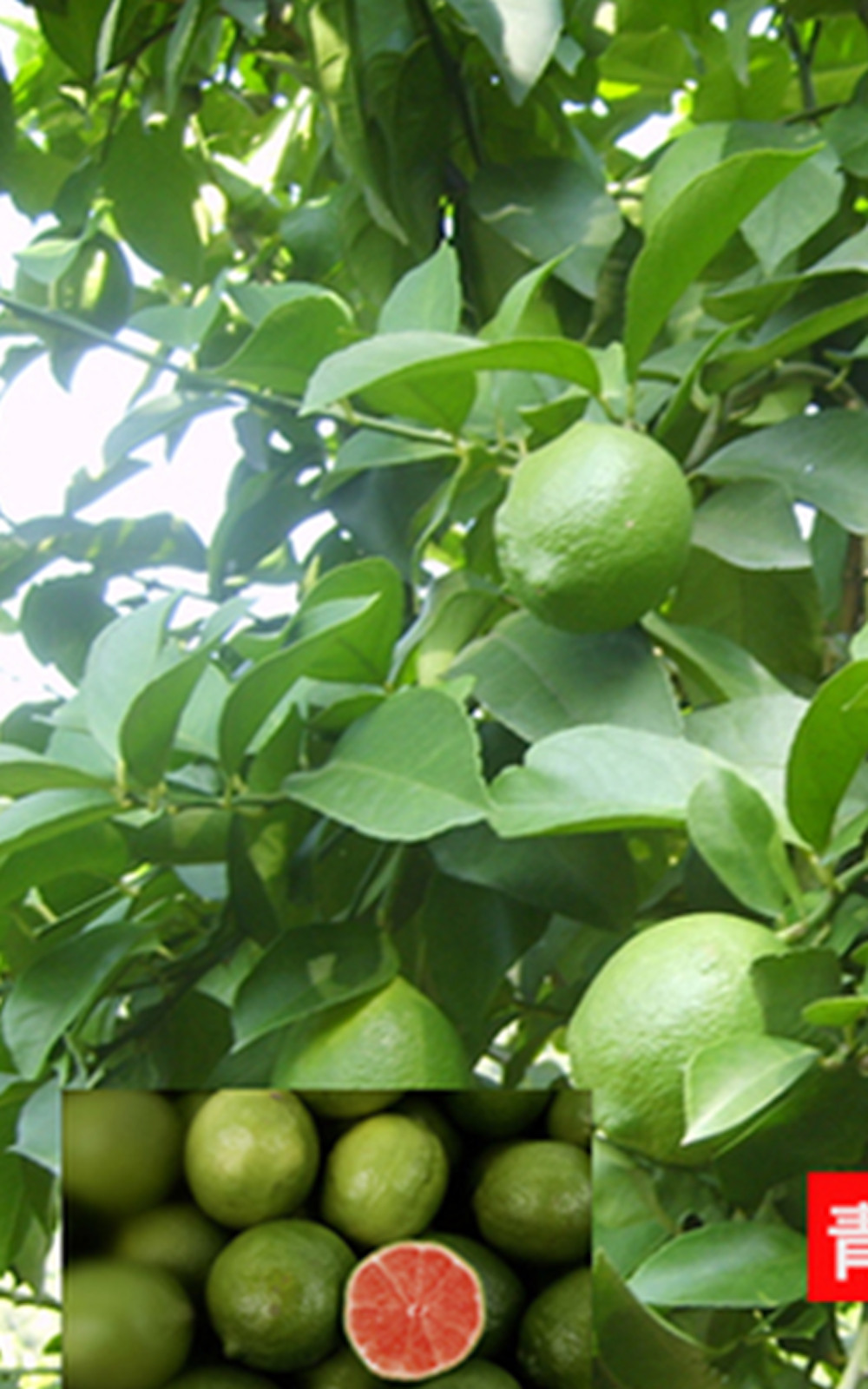 20 SEEDS LEMON LIME for germination garden bed plant tree citrus green yellow