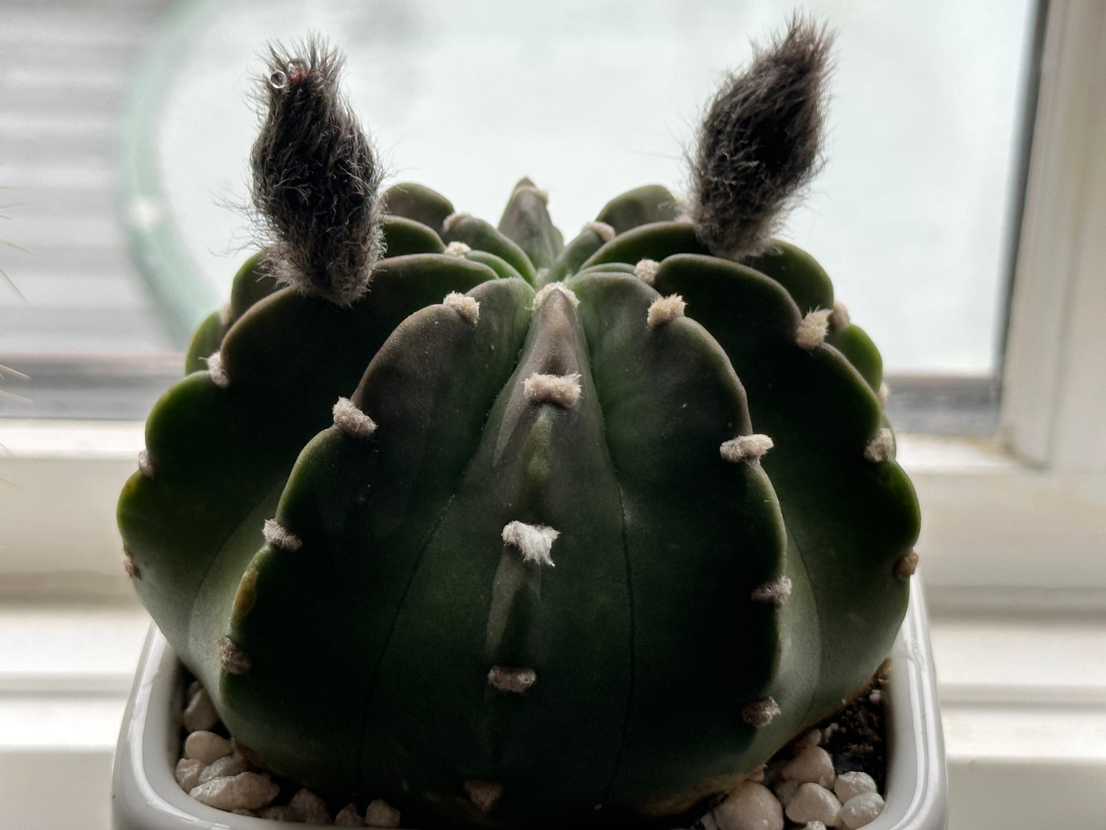 Echinopsis subdenudata Live Domino Easter Lily Cactus in 4″ pot FREE SHIPPING