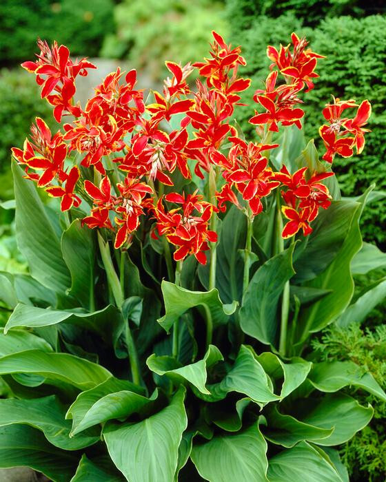 Lucifer Dwarf Canna Lily Flower 28″ Variety 3 Rhizomse Bulbs